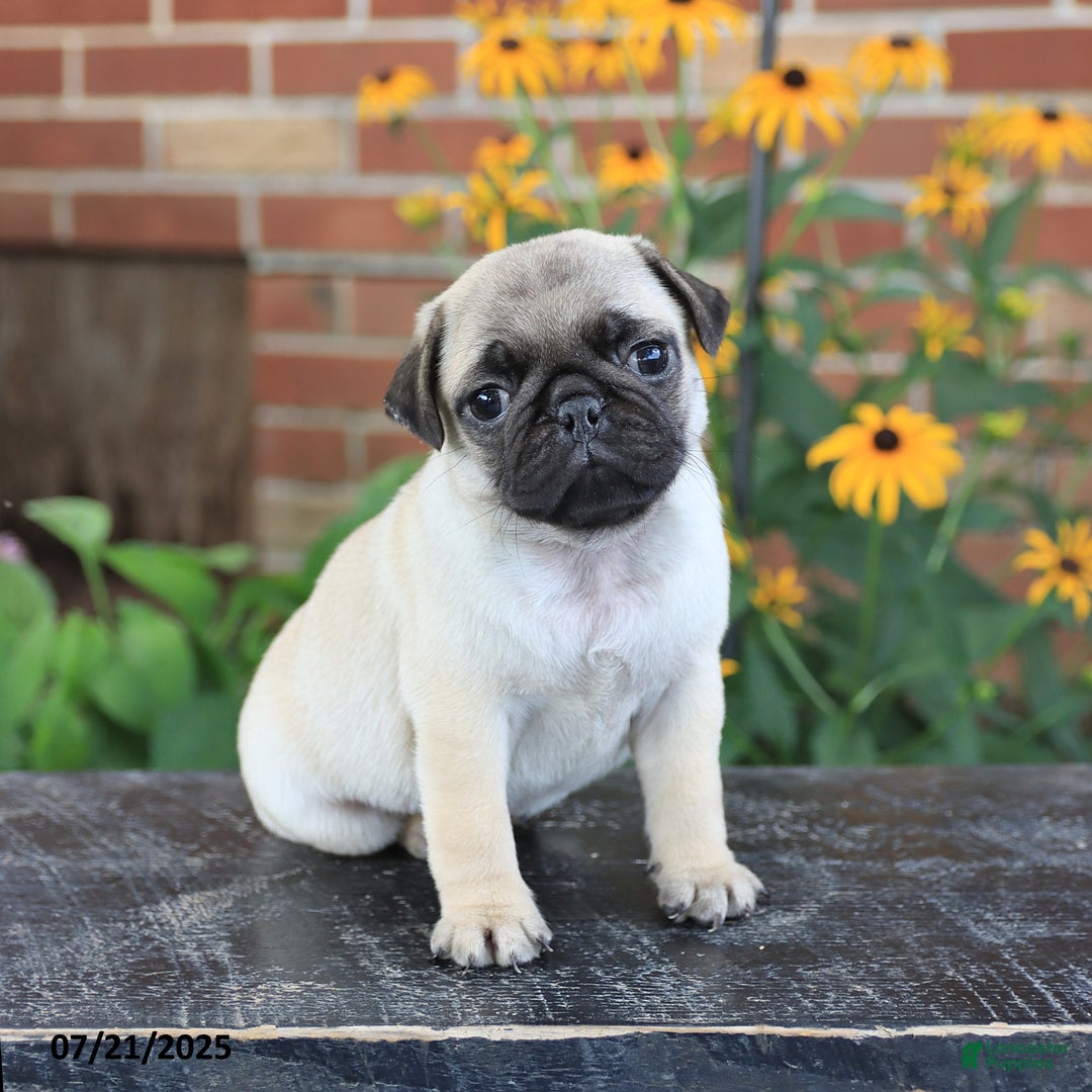 Pug dogs for sale: Button - Image 3