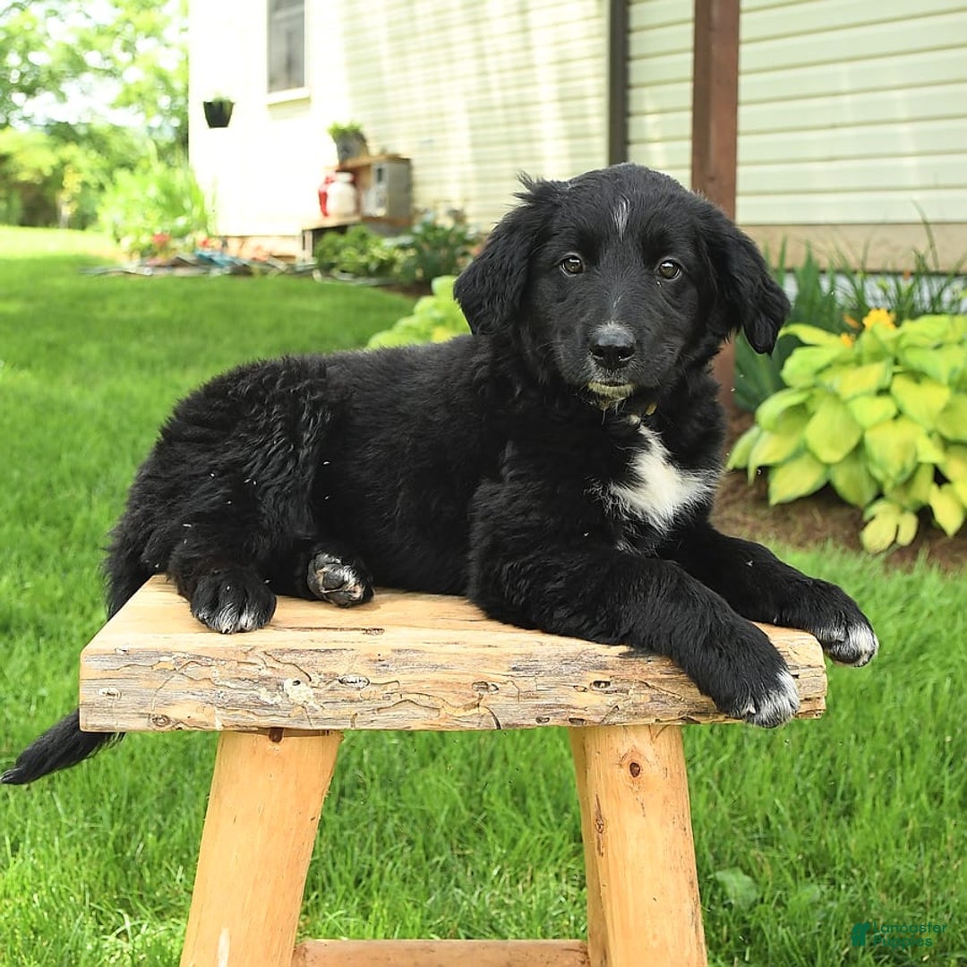 Australian Shepherd dogs for sale: Brandy - Image 16