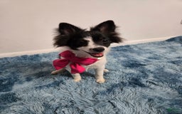 Pomeranian dogs for sale: Mili - Image 1