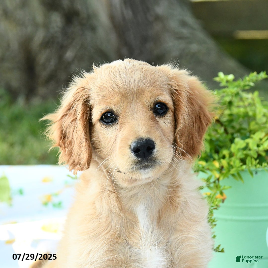 Cavapoo dogs for sale: Sidney - Image 5