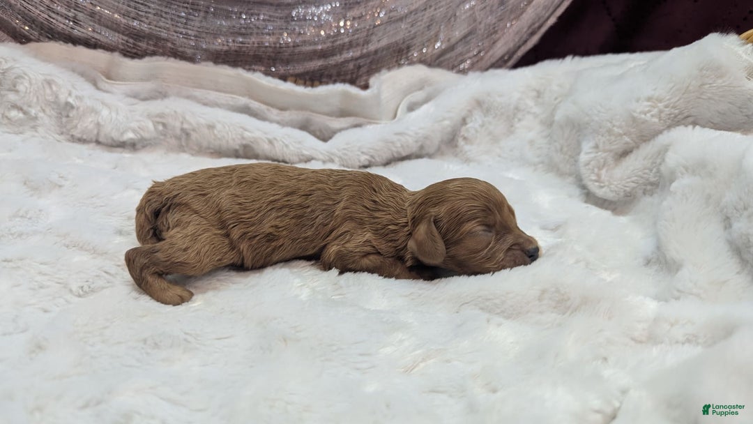 Cavapoo dogs for sale: Apollo - Image 27