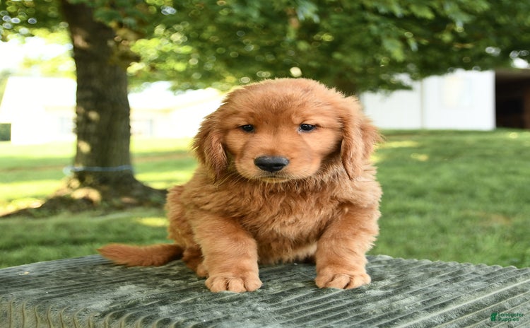 Golden Retriever dogs - Advert 19