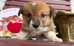 Welsh Corgi Pembroke dogs for sale: Welsh Corgi (Pembroke) 4 puppies - Image 3