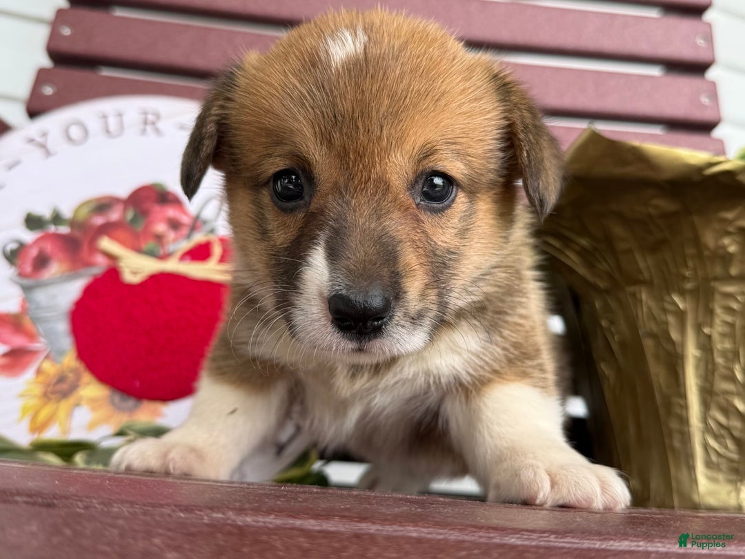 Welsh Corgi Pembroke dogs for sale: Welsh Corgi (Pembroke) 4 puppies - Image 3