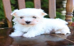 Maltese dogs for sale: Angel - Image 3