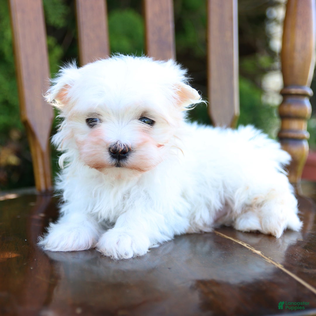 Maltese dogs for sale: Angel - Image 3
