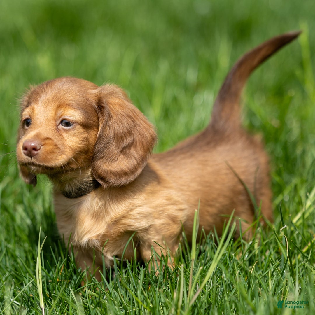 Miniature Dachshund dogs for sale: Crystal - Image 13