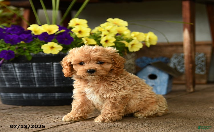 Cockapoo dogs for sale - Ad 5