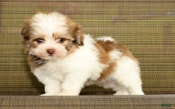 Havanese dogs for sale: Zeke - Image 8