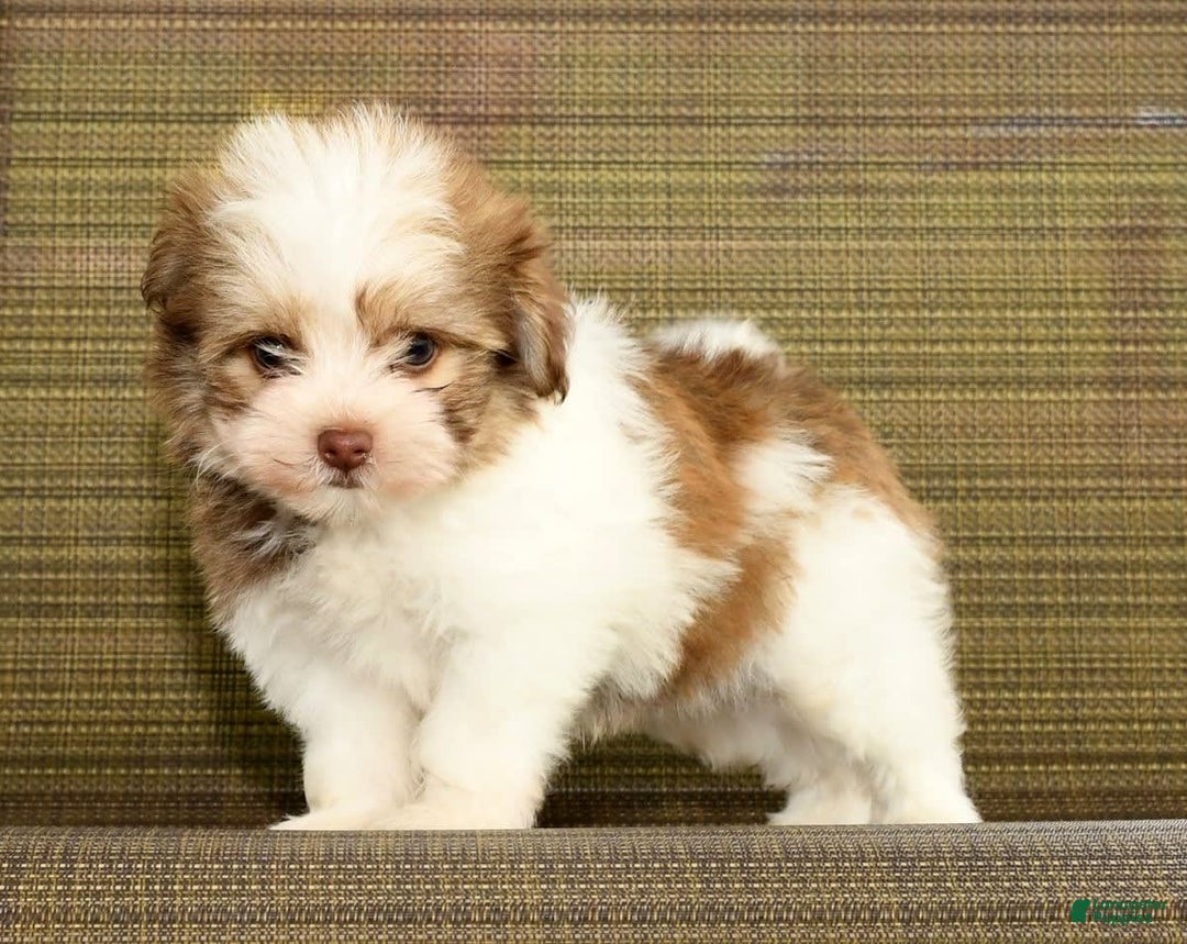 Havanese dogs for sale: Zeke - Image 8