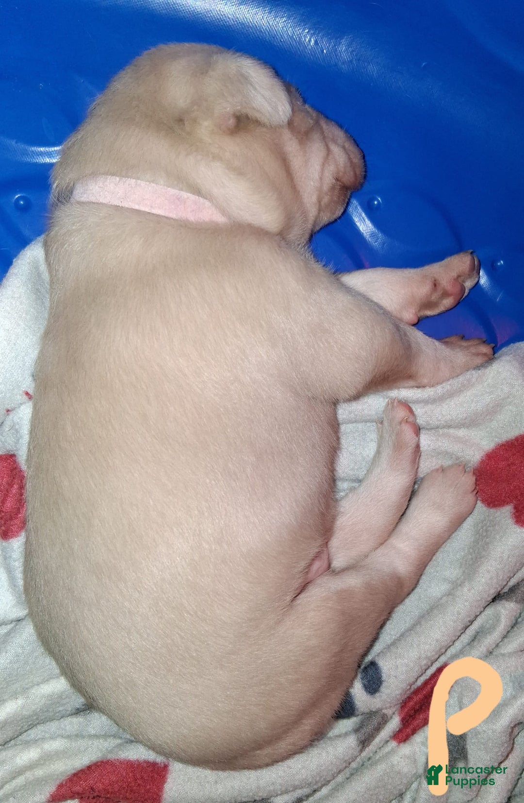 Doberman Pinscher dogs for sale: Pink Collar - Image 1