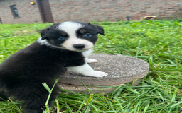Australian Shepherd dogs for sale: Luna - Image 12