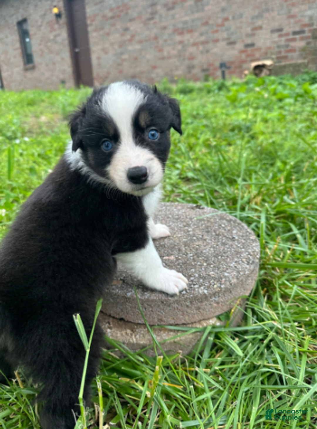 Australian Shepherd dogs for sale: Luna - Image 12