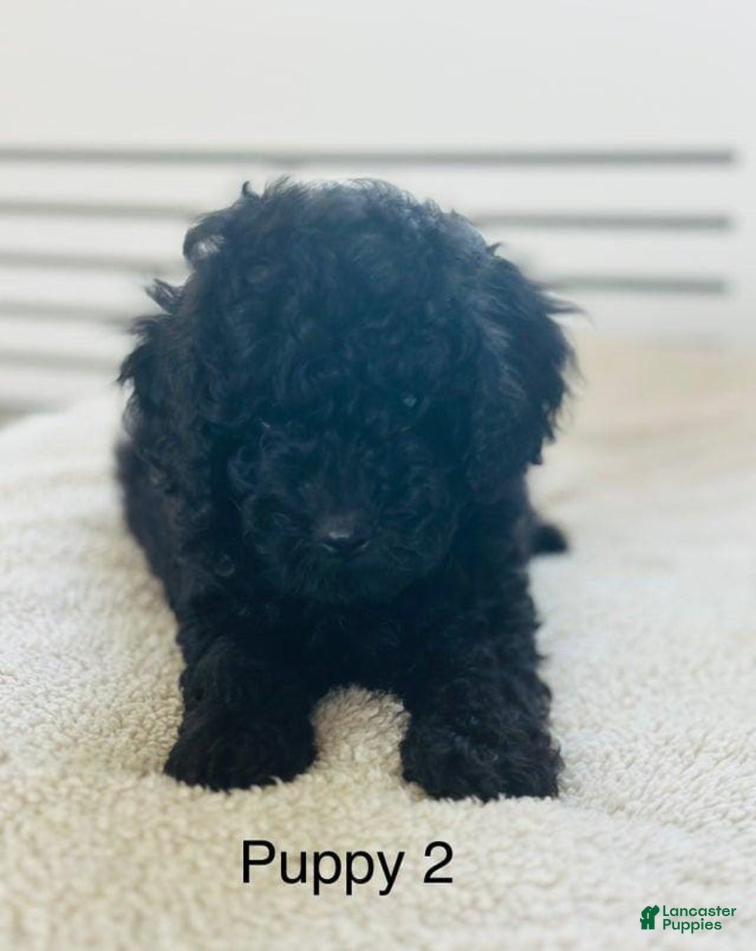 Toy Poodle dogs for sale: Bella - Image 1