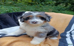 Mini Bernedoodle dogs for sale: Mini Bernedoodle 9 puppies - Image 2