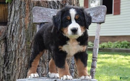 Bernese Mountain Dog dogs for sale: Ranger - Image 1