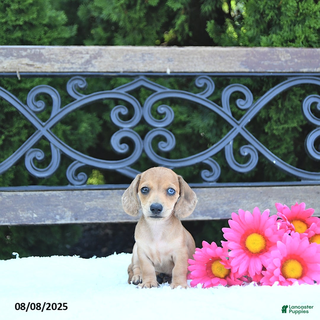 Miniature Dachshund dogs for sale: Skylar - Image 2