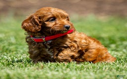 Goldendoodle dogs for sale: Alice - Image 4