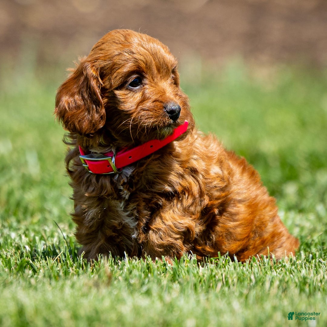 Goldendoodle dogs for sale: Alice - Image 4