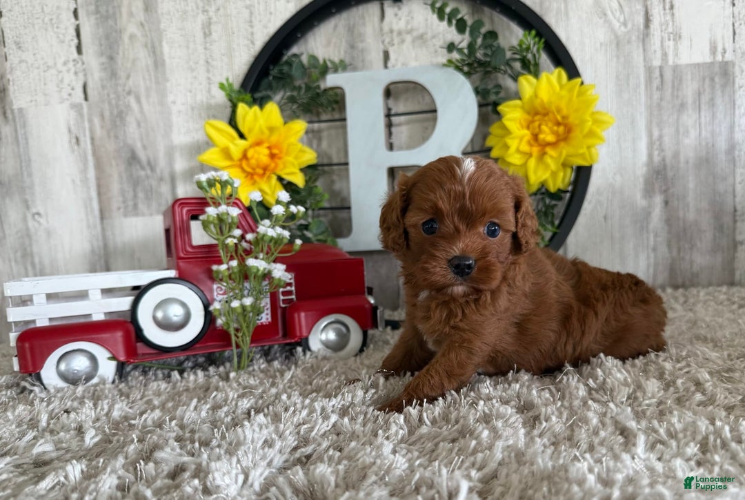 Cavapoo dogs for sale: Lainey - Image 2