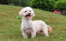 Maltipoo dogs for sale: Dewey - Image 12