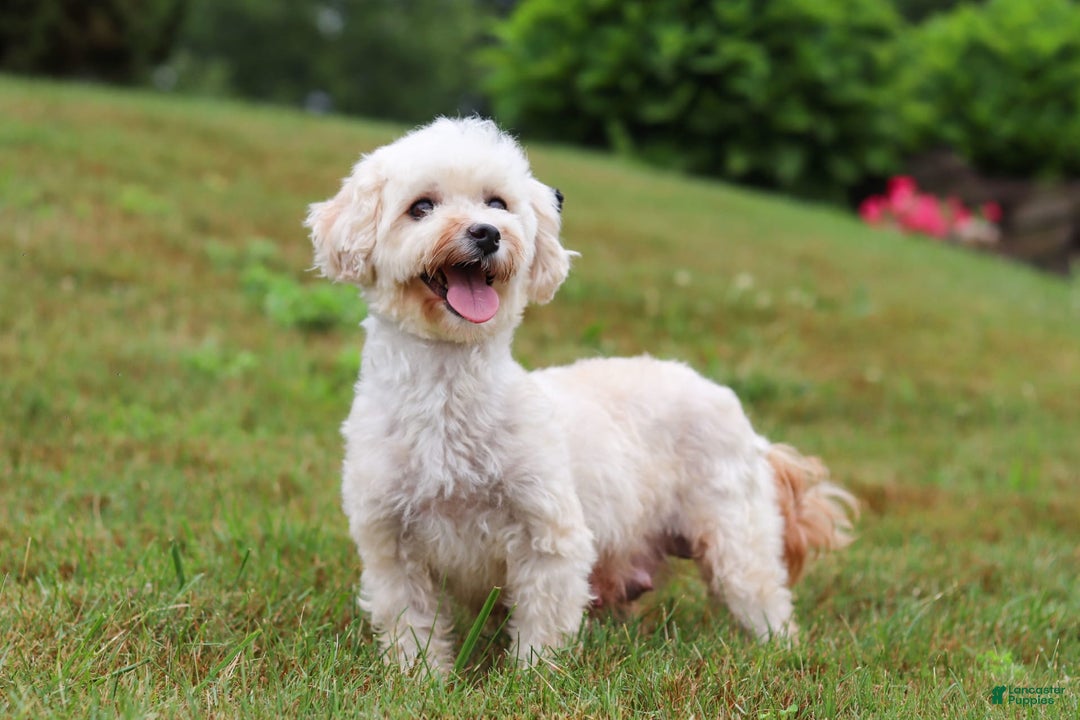Maltipoo dogs for sale: Dewey - Image 12