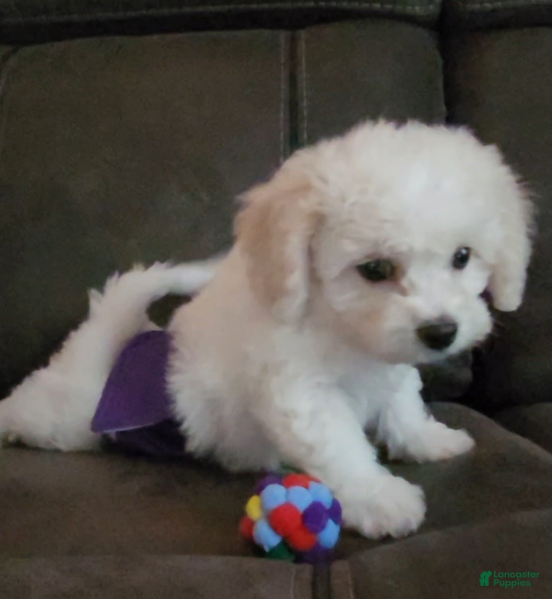 Cavachon dogs for sale: Kevin - Image 8