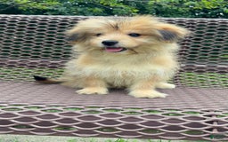 Yorkshire Terrier dogs for sale: Cooper - Image 17