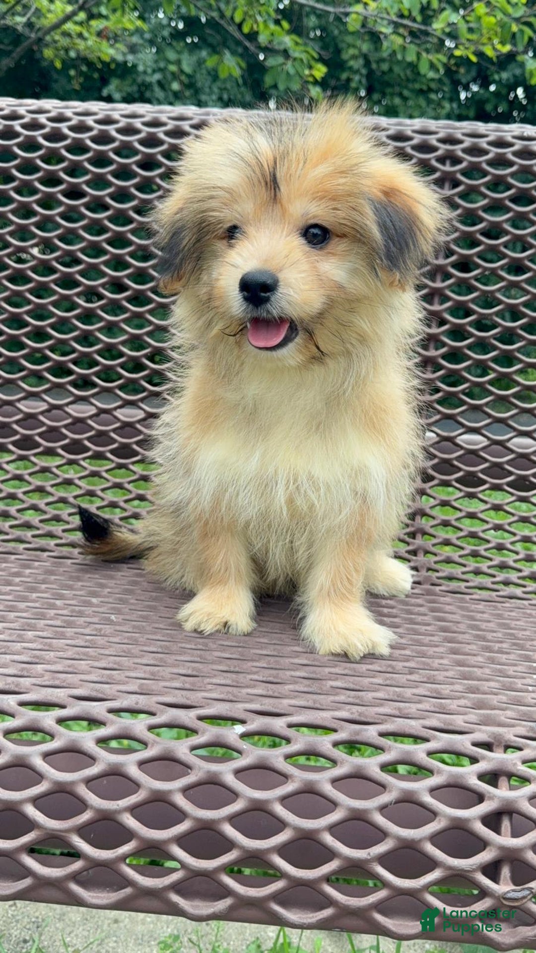 Yorkshire Terrier dogs for sale: Cooper - Image 17