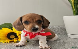 Dachshund dogs for sale: Millie Mae - Image 13