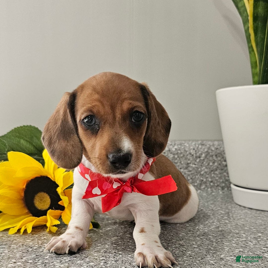 Dachshund dogs for sale: Millie Mae - Image 13