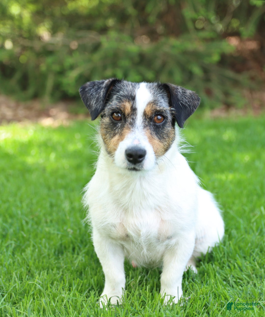 Jack Russell Terrier dogs for sale: Rusty - Image 6
