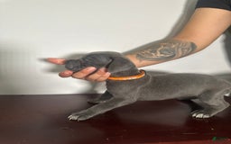 Cane Corso dogs for sale: Apollo - Image 2