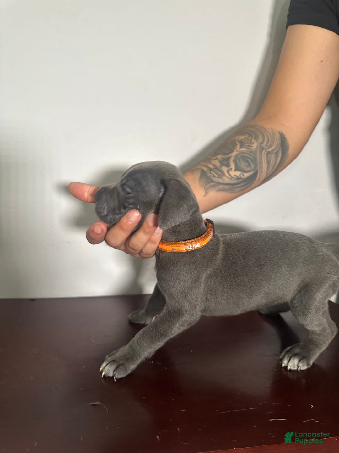 Cane Corso dogs for sale: Apollo - Image 2