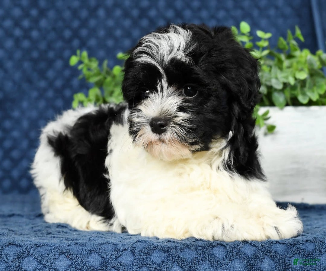 Havapoo dogs for sale: Candace - Image 5