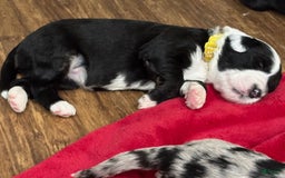 Old English Sheepdog dogs for sale: Yellow Girl - Image 2