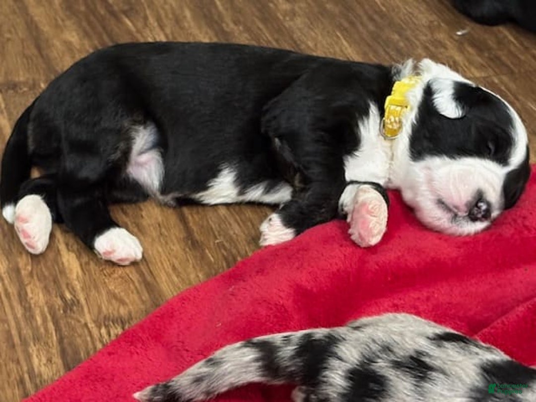 Old English Sheepdog dogs for sale: Yellow Girl - Image 2