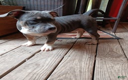 American Bully dogs for sale: Rose Col - Image 8