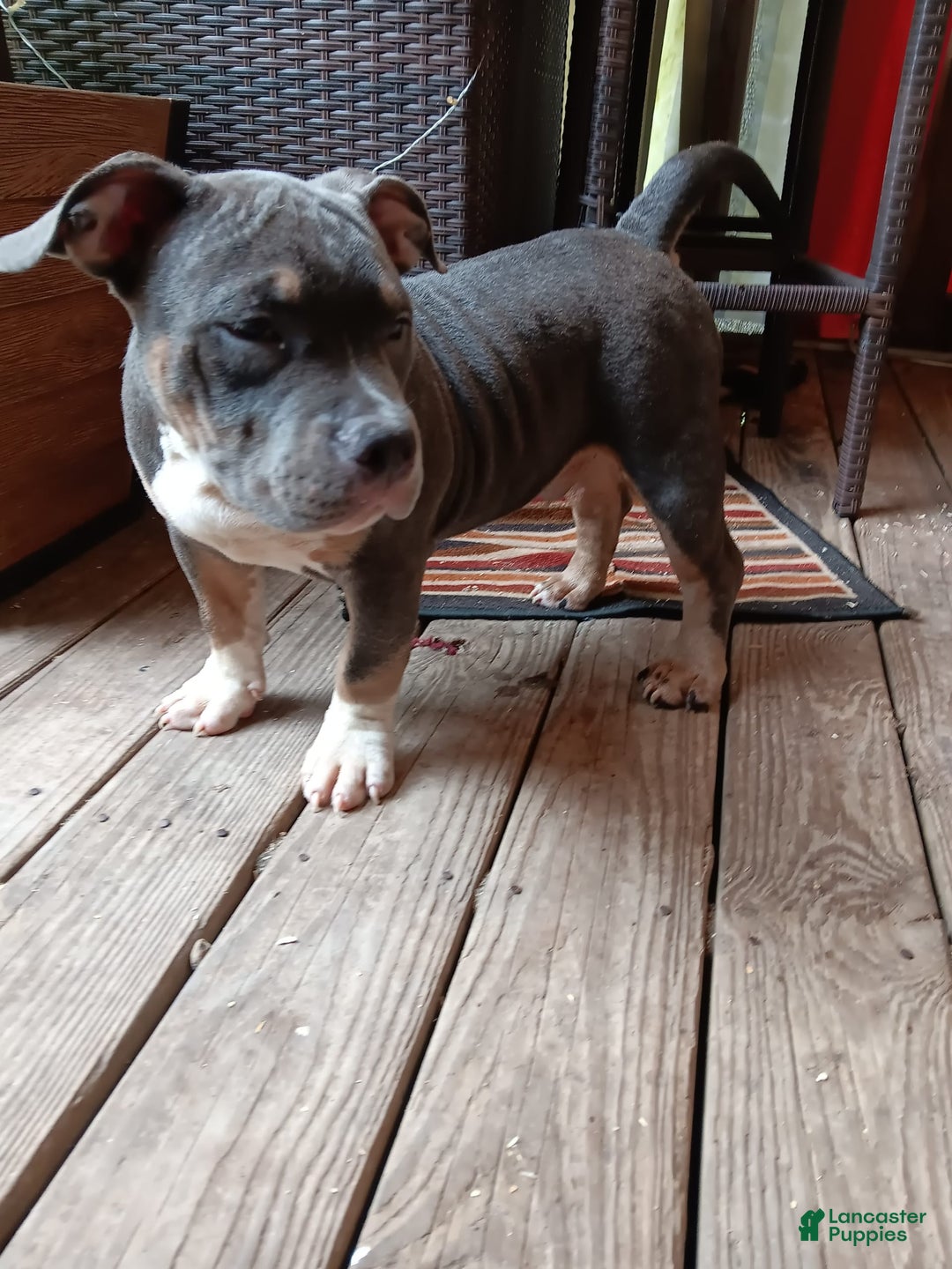 American Bully dogs for sale: Rose Col - Image 8