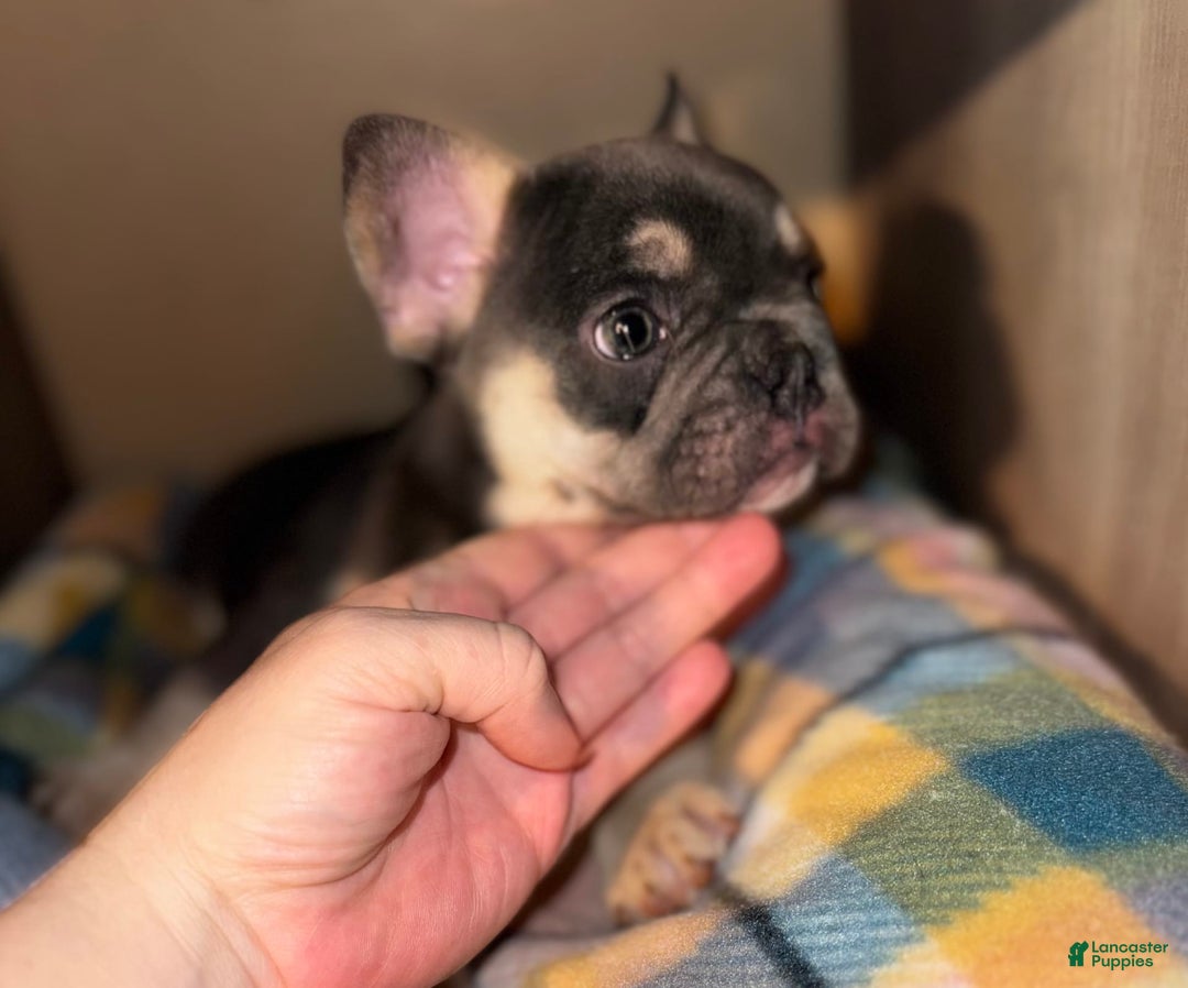 French Bulldog dogs for sale: Maggies Boys - Image 3