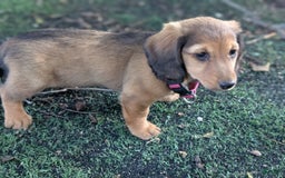 Dachshund dogs for sale: Lena - Image 12