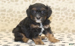 Mini Bernedoodle dogs for sale: Dustin - Image 2