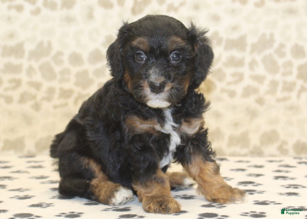 Mini Bernedoodle dogs for sale: Dustin - Image 2