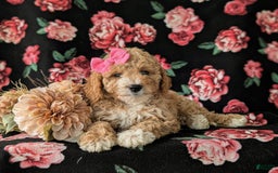  dogs for sale: Mini Goldendoodle 7 puppies - Image 3