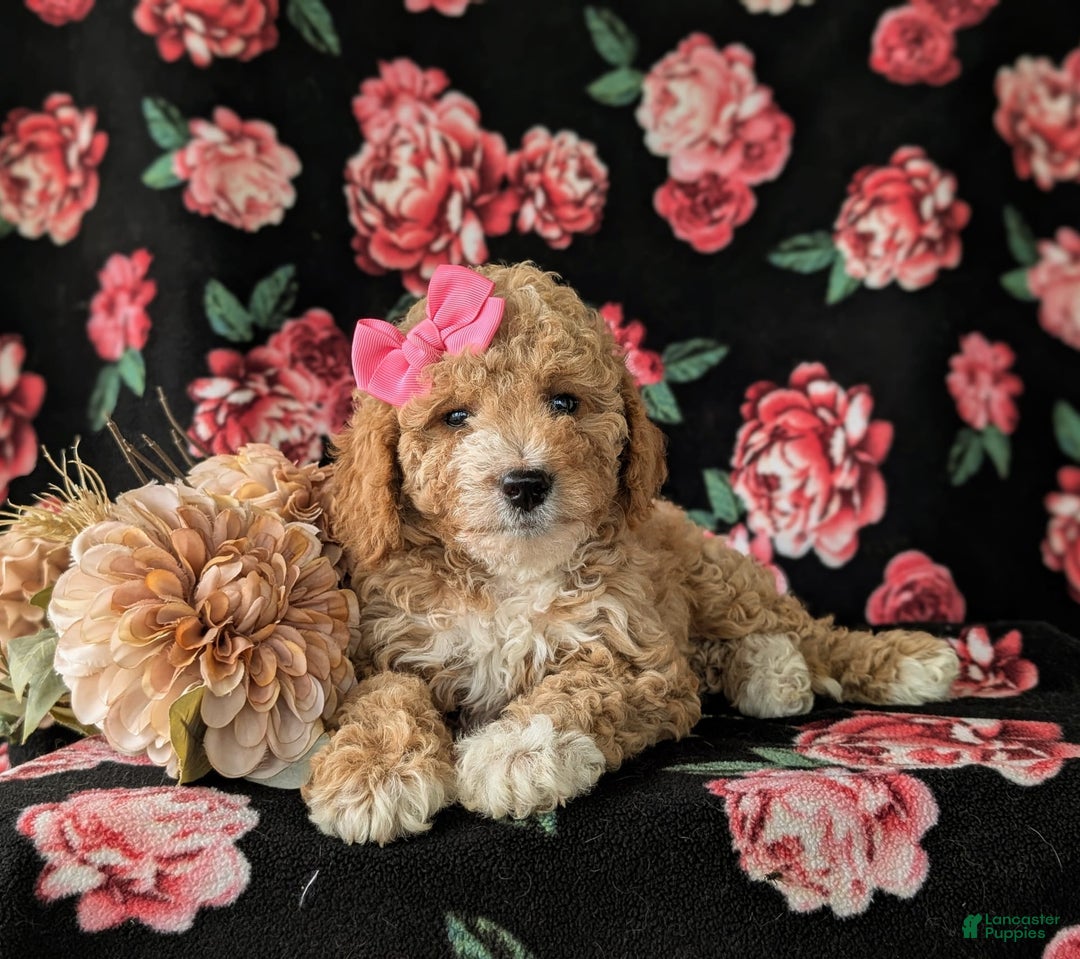  dogs for sale: Mini Goldendoodle 7 puppies - Image 3