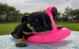 Olde English Bulldogge dogs for sale: George - Image 26