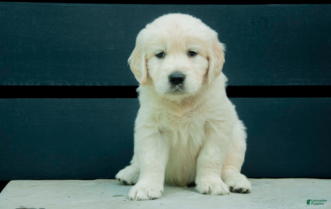 Golden Retriever dogs for sale: Powder Aka Purple - Image 4
