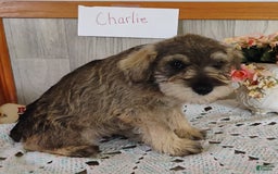 Miniature Schnauzer dogs for sale: Charlie - Image 4