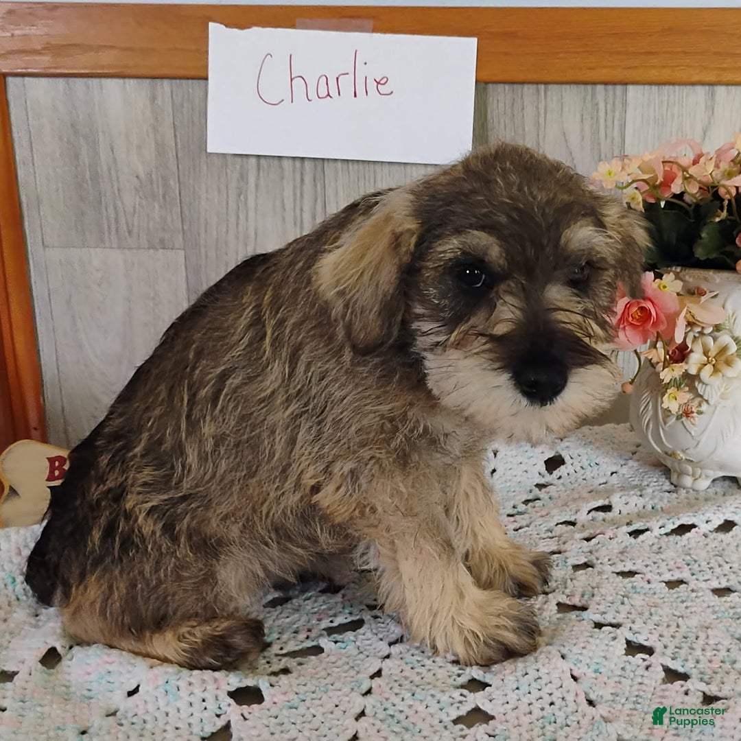 Miniature Schnauzer dogs for sale: Charlie - Image 4