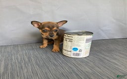 Chihuahua dogs for sale: Reggie - Image 11